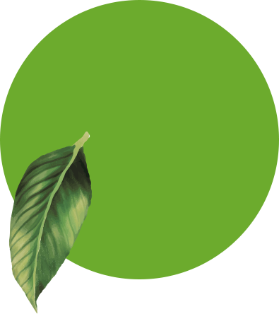 Shape 3